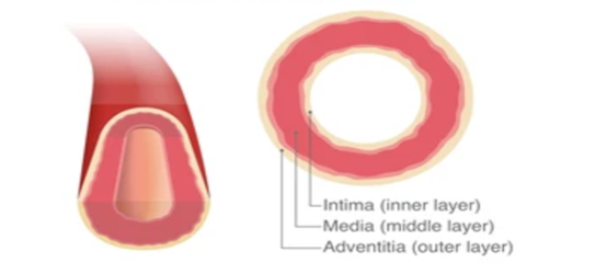 3 concentric layers of the coronary artery