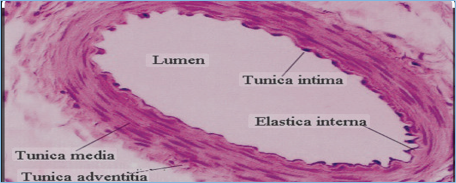 histology