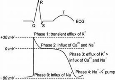 Phases of Cardiac Action Potential