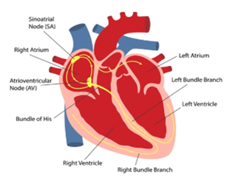 Diagram of the conduction pathway — SA node, internodal routes, AV node, bundle of His, bundle branches and fascicles, Purkinje network