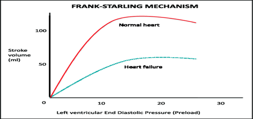 Starling's curve (Starling's Law)