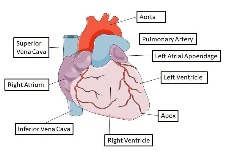 Anterior View of the Heart