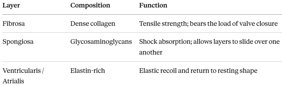 layers of endothelium