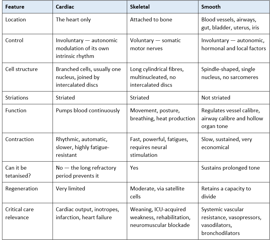 The three muscle types at a glance<br srcset=