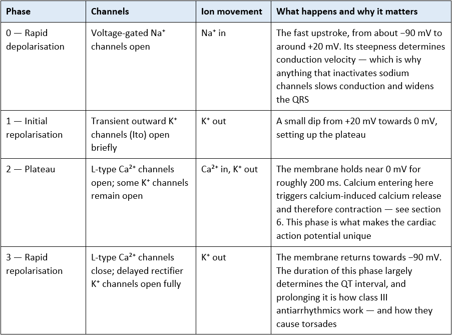 Cardiac Action Potential phases table