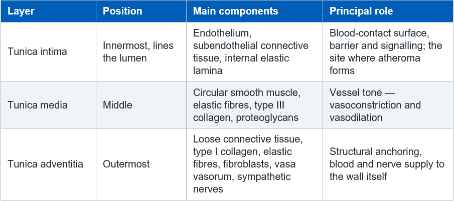 Coronary-artery-layers