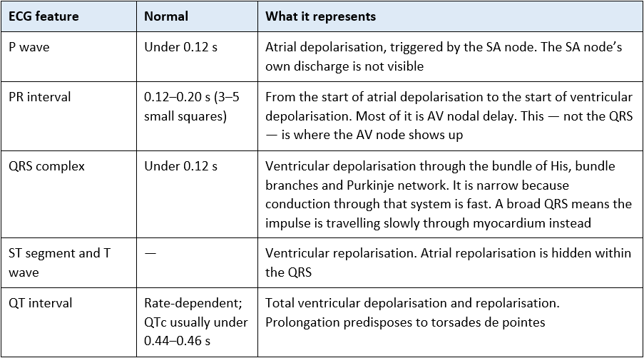 ECG features