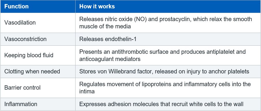 The endothelium is an organ, not a lining