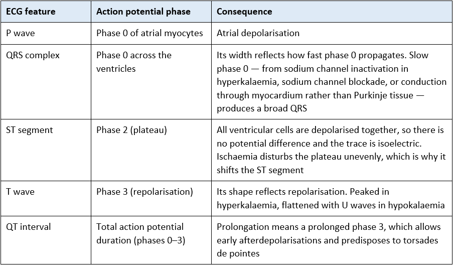 table - Linking the action potential to the ECG