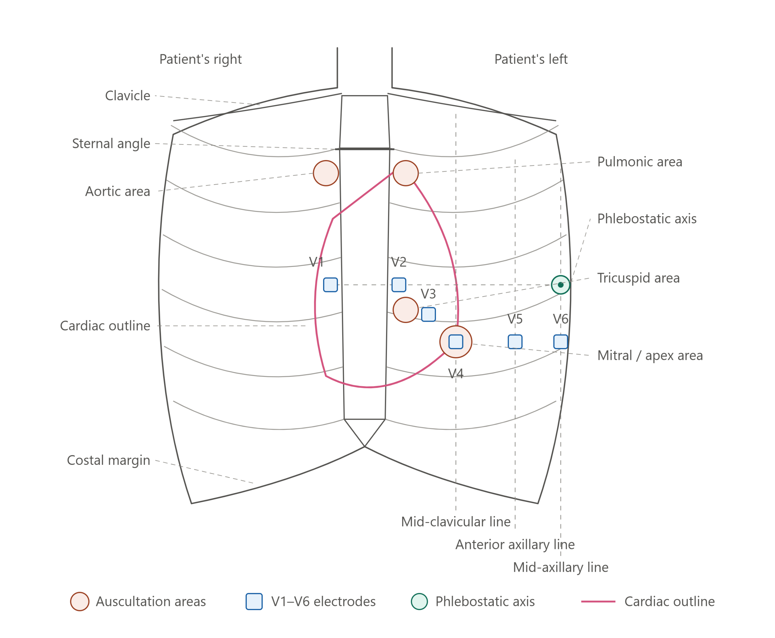 anterior_chest_wall_cardiac_landmarks