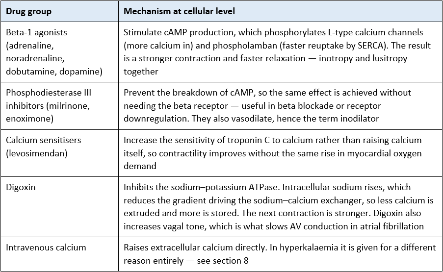 cardiac drugs and action potential explained