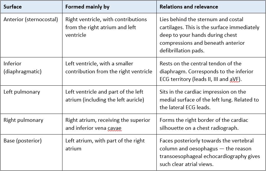 Surfaces of the heart<br srcset=