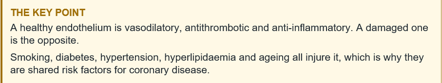 endothelium key points