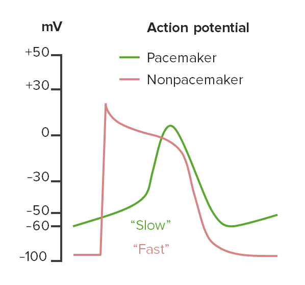 side-by-side comparison of the ventricular and pacemaker action potentials, with phase 4 slope highlighted on the pacemaker trace