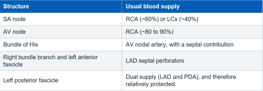 Blood supply to the conduction system