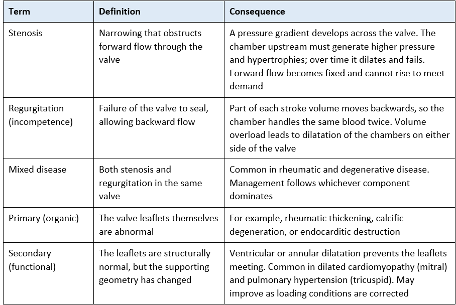 heart valve lesions overview