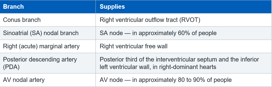 major branches of the right coronary artery