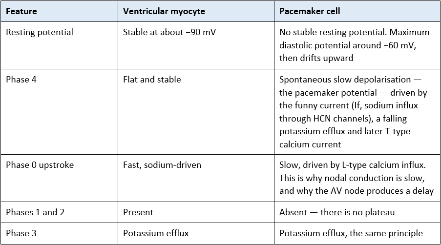 slow pacemaker response table of phases - action potential